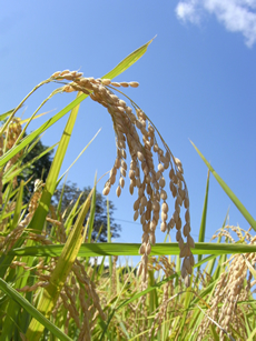 ���n�O�̈��